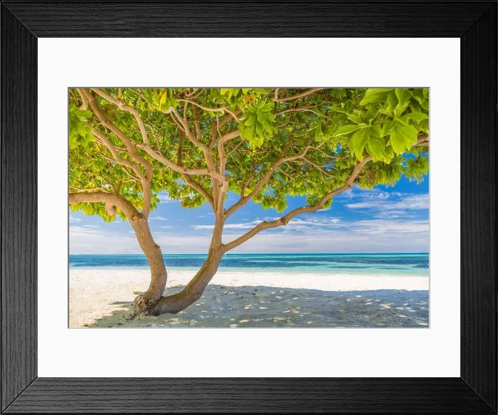 Framed Print : Divi divi tree in artistic view. Fresh green leaves and branches with sea view Framed Print : Divi divi tree in artistic view. Fresh green leaves and branches with sea view
