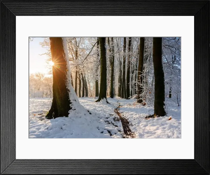 Framed Print : Majestic snowy alley with sun star. Picturesque winter scene. Landscape photography Framed Print : Majestic snowy alley with sun star. Picturesque winter scene. Landscape photography