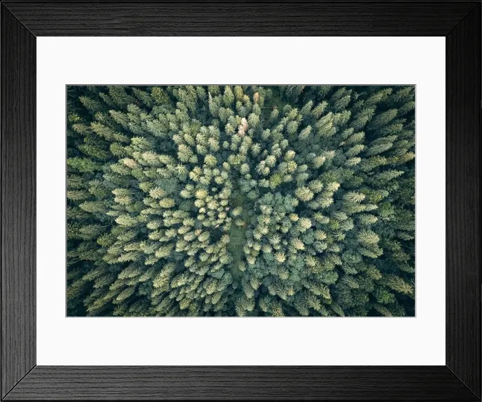 Framed Print : Aerial drone top down view. Green trees in summer forest. Sunny day in autumn mountains Framed Print : Aerial drone top down view. Green trees in summer forest. Sunny day in autumn mountains