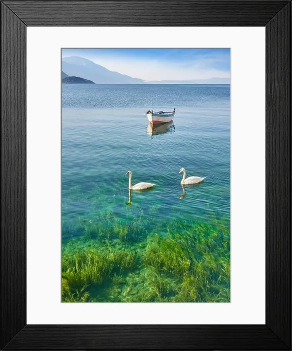 Framed Print : Two swans o the Ohrid Lake, Macedonia Framed Print : Two swans o the Ohrid Lake, Macedonia