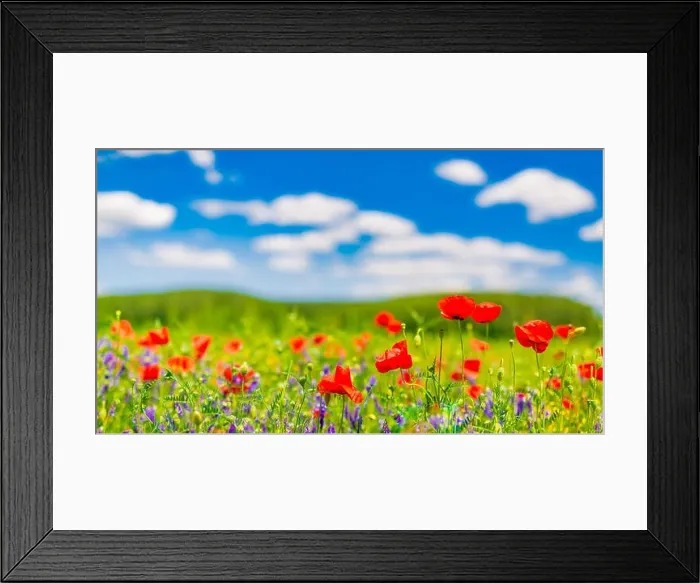 Framed Print : Beautiful summer meadow nature. Spring and summer poppy flowers under blue sky and sunlight. Inspirational nature background, spring summer concept Framed Print : Beautiful summer meadow nature. Spring and summer poppy flowers under blue sky and sunlight. Inspirational nature background, spring summer concept