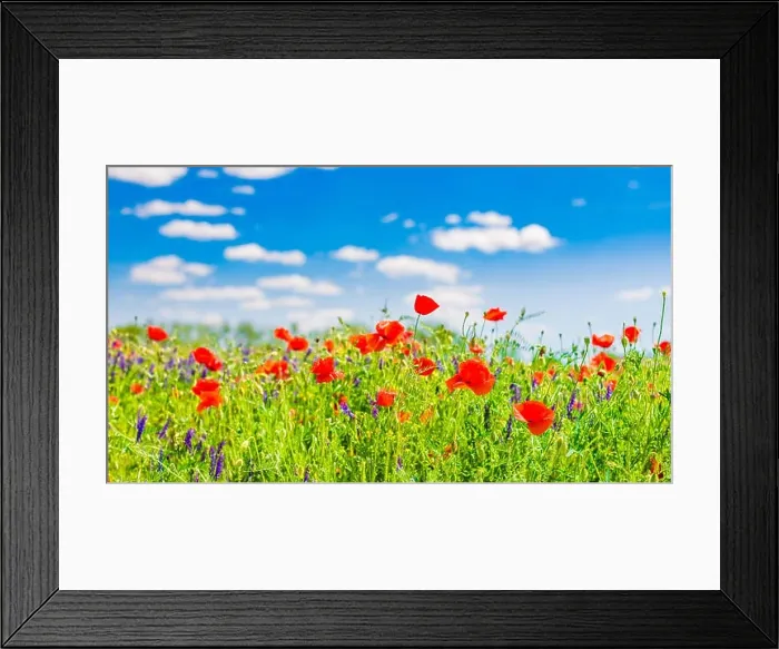 Framed Print : Beautiful summer meadow nature. Spring and summer poppy flowers under blue sky and sunlight. Inspirational nature background, spring summer concept Framed Print : Beautiful summer meadow nature. Spring and summer poppy flowers under blue sky and sunlight. Inspirational nature background, spring summer concept