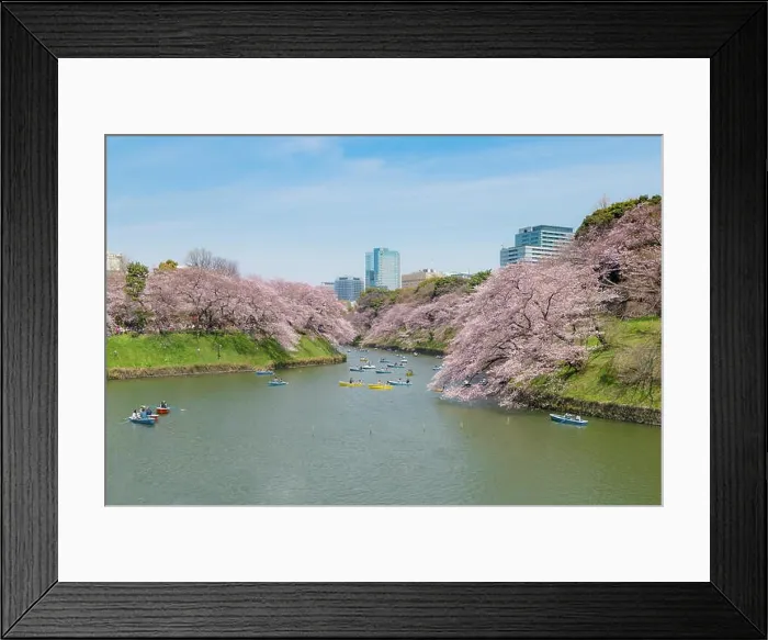Framed Print : View of massive cherry blossom in Tokyo, Japan as background. Photoed at Chidorigafuchi, Tokyo, Japan Framed Print : View of massive cherry blossom in Tokyo, Japan as background. Photoed at Chidorigafuchi, Tokyo, Japan