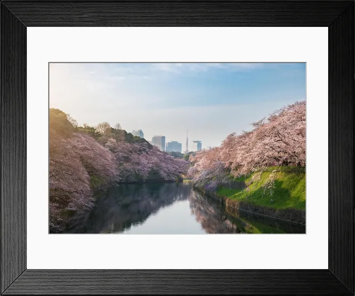 Framed Print : View of massive cherry blossoming in Tokyo, Japan as background. Photoed at Chidorigafuchi, Tokyo, Japan Framed Print : View of massive cherry blossoming in Tokyo, Japan as background. Photoed at Chidorigafuchi, Tokyo, Japan