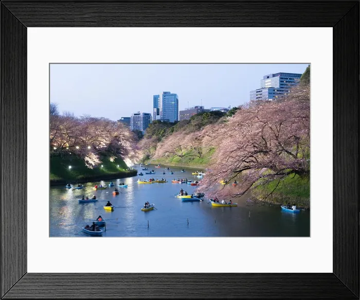 Framed Print : Night view of massive cherry blossoming with Tokyo city as background. Photoed at Chidorigafuchi, Tokyo, Japan Framed Print : Night view of massive cherry blossoming with Tokyo city as background. Photoed at Chidorigafuchi, Tokyo, Japan