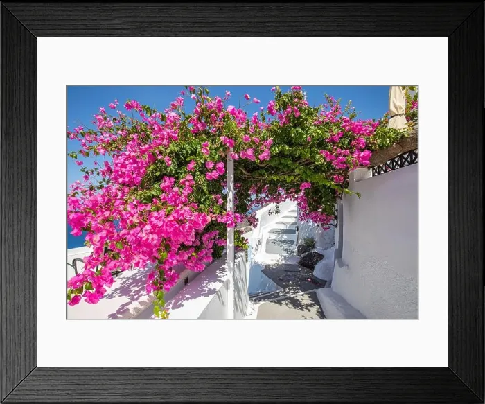 Framed Print : Amazing panoramic landscape, luxury travel vacation. Oia town on Santorini island, Greece. Traditional and famous white architecture and pink flowers Framed Print : Amazing panoramic landscape, luxury travel vacation. Oia town on Santorini island, Greece. Traditional and famous white architecture and pink flowers