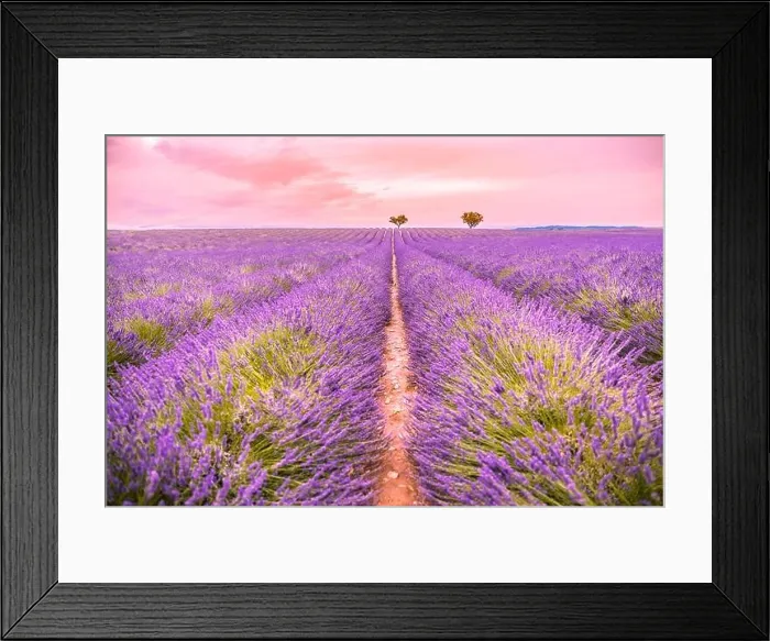 Framed Print : Panoramic view of French lavender field at sunset. Sunset over a violet lavender field in Provence, France, Valensole. Summer nature landscape Framed Print : Panoramic view of French lavender field at sunset. Sunset over a violet lavender field in Provence, France, Valensole. Summer nature landscape