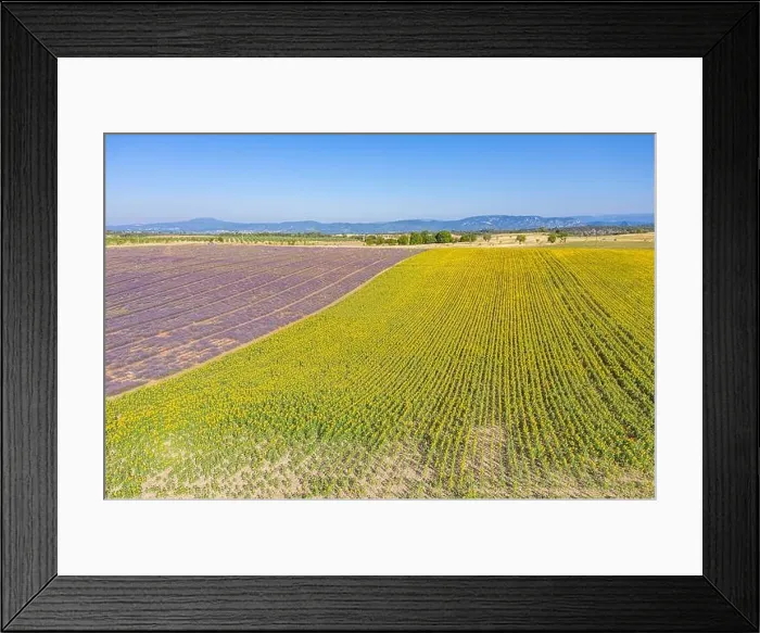 Framed Print : Aerial view of agricultural fields in Provence. Blooming lavender, amazing aerial landscape. Rows of lavender flowers, endless nature blooming floral Framed Print : Aerial view of agricultural fields in Provence. Blooming lavender, amazing aerial landscape. Rows of lavender flowers, endless nature blooming floral