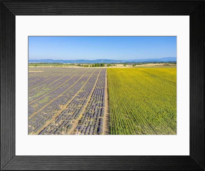 Framed Print : Aerial view of agricultural fields in Provence. Blooming lavender, amazing aerial landscape. Rows of lavender flowers, endless nature blooming floral Framed Print : Aerial view of agricultural fields in Provence. Blooming lavender, amazing aerial landscape. Rows of lavender flowers, endless nature blooming floral