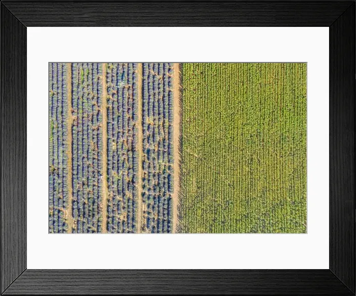 Framed Print : Aerial view of agricultural fields in Provence. Blooming lavender, amazing aerial landscape. Rows of lavender flowers, endless nature blooming floral Framed Print : Aerial view of agricultural fields in Provence. Blooming lavender, amazing aerial landscape. Rows of lavender flowers, endless nature blooming floral