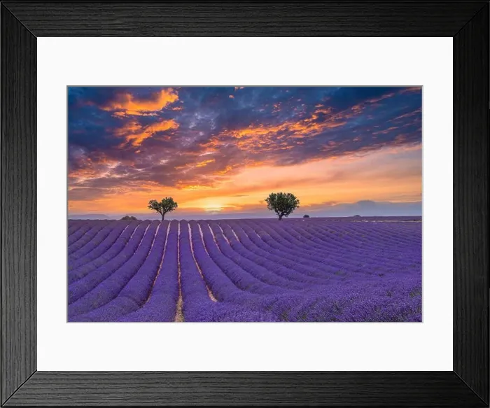 Framed Print : Flower trees landscape, meadow nature. Panoramic landscape. Inspire lavender floral lines horizon. Golden sunset sky calm tranquil relax scenic Framed Print : Flower trees landscape, meadow nature. Panoramic landscape. Inspire lavender floral lines horizon. Golden sunset sky calm tranquil relax scenic