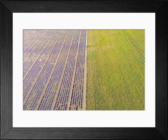 Framed Print : Aerial view of agricultural fields in Provence. Blooming lavender, amazing aerial landscape. Rows of lavender flowers, endless nature blooming floral Framed Print : Aerial view of agricultural fields in Provence. Blooming lavender, amazing aerial landscape. Rows of lavender flowers, endless nature blooming floral