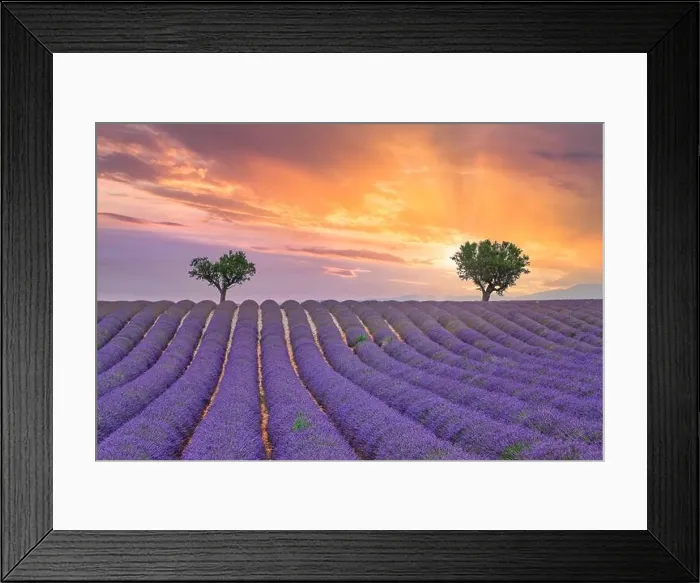 Framed Print : Flower trees landscape, meadow nature. Panoramic landscape. Inspire lavender floral lines horizon. Golden sunset sky calm tranquil relax scenic Framed Print : Flower trees landscape, meadow nature. Panoramic landscape. Inspire lavender floral lines horizon. Golden sunset sky calm tranquil relax scenic