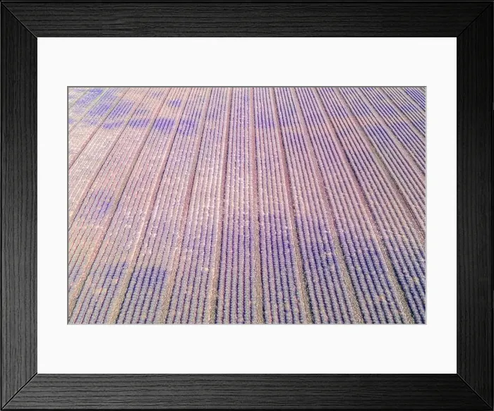 Framed Print : Aerial view of agricultural fields in Provence. Blooming lavender, amazing aerial landscape. Rows of lavender flowers, endless nature blooming floral Framed Print : Aerial view of agricultural fields in Provence. Blooming lavender, amazing aerial landscape. Rows of lavender flowers, endless nature blooming floral