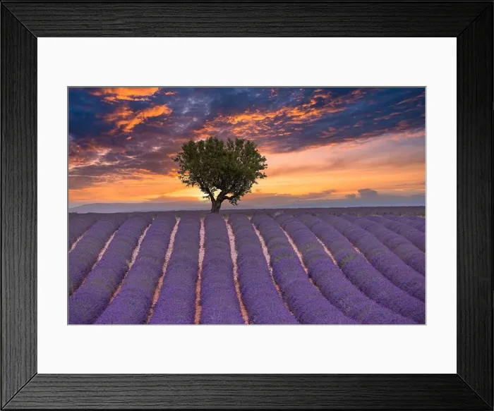 Framed Print : Flower trees landscape, meadow nature. Panoramic landscape. Inspire lavender floral lines horizon. Golden sunset sky calm tranquil relax scenic Framed Print : Flower trees landscape, meadow nature. Panoramic landscape. Inspire lavender floral lines horizon. Golden sunset sky calm tranquil relax scenic