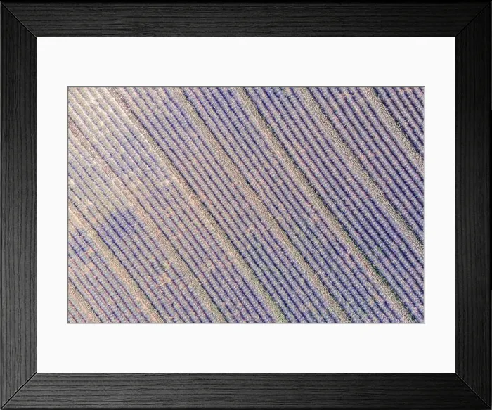 Framed Print : Aerial view of agricultural fields in Provence. Blooming lavender, amazing aerial landscape. Rows of lavender flowers, endless nature blooming floral Framed Print : Aerial view of agricultural fields in Provence. Blooming lavender, amazing aerial landscape. Rows of lavender flowers, endless nature blooming floral