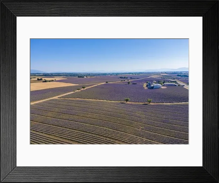 Framed Print : Aerial view of agricultural fields in Provence. Blooming lavender, amazing aerial landscape. Rows of lavender flowers, endless nature blooming floral