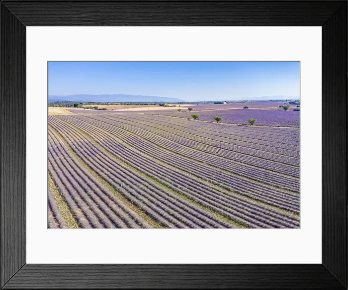 Framed Print : Aerial view of agricultural fields in Provence. Blooming lavender, amazing aerial landscape. Rows of lavender flowers, endless nature blooming floral Framed Print : Aerial view of agricultural fields in Provence. Blooming lavender, amazing aerial landscape. Rows of lavender flowers, endless nature blooming floral