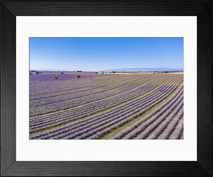 Framed Print : Aerial view of agricultural fields in Provence. Blooming lavender, amazing aerial landscape. Rows of lavender flowers, endless nature blooming floral Framed Print : Aerial view of agricultural fields in Provence. Blooming lavender, amazing aerial landscape. Rows of lavender flowers, endless nature blooming floral