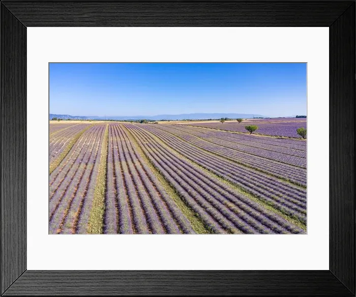 Framed Print : Aerial view of agricultural fields in Provence. Blooming lavender, amazing aerial landscape. Rows of lavender flowers, endless nature blooming floral Framed Print : Aerial view of agricultural fields in Provence. Blooming lavender, amazing aerial landscape. Rows of lavender flowers, endless nature blooming floral