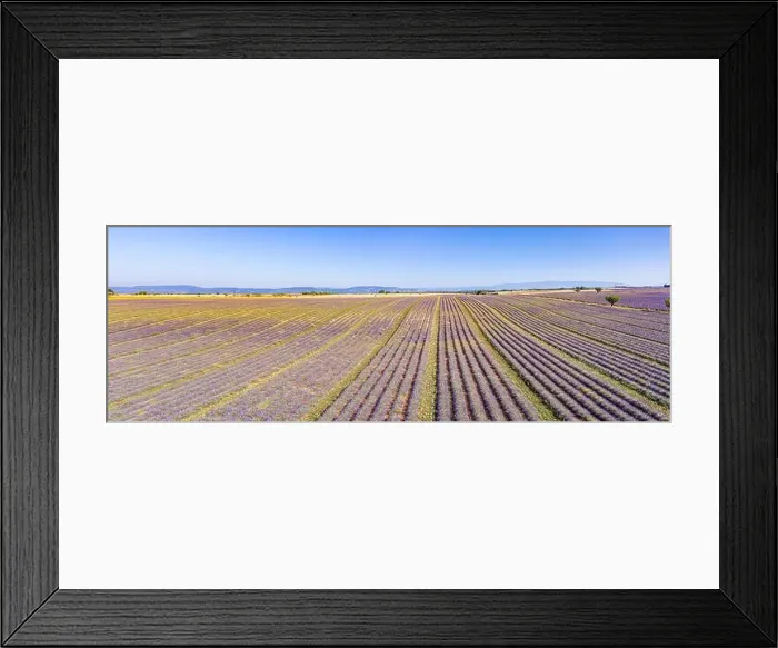 Framed Print : Aerial view of agricultural fields in Provence. Blooming lavender, amazing aerial landscape. Rows of lavender flowers, endless nature blooming floral Framed Print : Aerial view of agricultural fields in Provence. Blooming lavender, amazing aerial landscape. Rows of lavender flowers, endless nature blooming floral