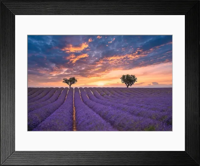 Framed Print : Gorgeous summer nature landscape. Blooming lavender flowers under colorful sunset sky, amazing nature landscape scenic. Idyllic, relaxing Provence Framed Print : Gorgeous summer nature landscape. Blooming lavender flowers under colorful sunset sky, amazing nature landscape scenic. Idyllic, relaxing Provence