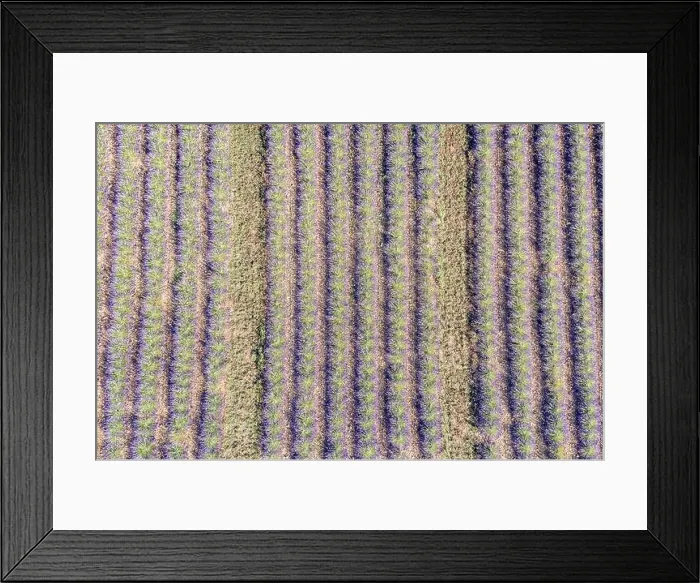 Framed Print : Aerial view of agricultural fields in Provence. Blooming lavender, amazing aerial landscape. Rows of lavender flowers, endless nature blooming floral Framed Print : Aerial view of agricultural fields in Provence. Blooming lavender, amazing aerial landscape. Rows of lavender flowers, endless nature blooming floral