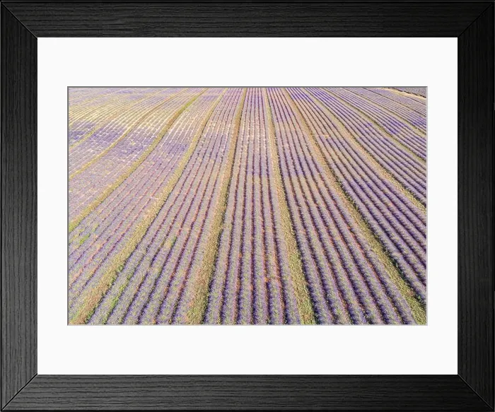 Framed Print : Aerial view of agricultural fields in Provence. Blooming lavender, amazing aerial landscape. Rows of lavender flowers, endless nature blooming floral Framed Print : Aerial view of agricultural fields in Provence. Blooming lavender, amazing aerial landscape. Rows of lavender flowers, endless nature blooming floral