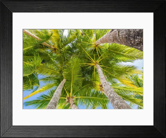 Framed Print : Tropical palms low angle view of fronds in breeze above against blue sky