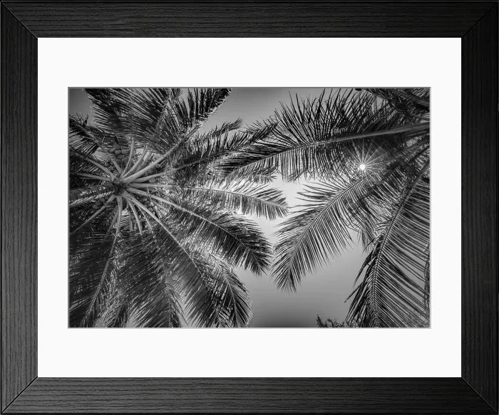 Framed Print : Tropical palms low angle view of fronds in breeze above against blue sky Framed Print : Tropical palms low angle view of fronds in breeze above against blue sky