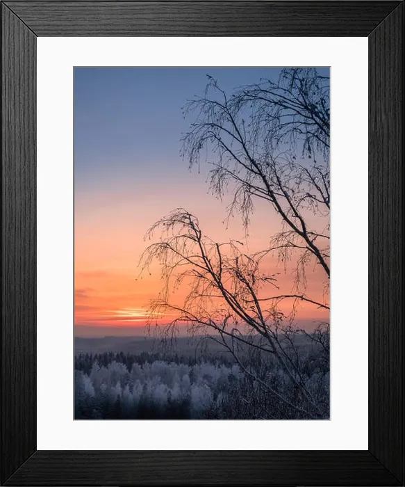 Framed Print : Scenic view with beautiful sunset and frosty tree at winter evening in Finland Framed Print : Scenic view with beautiful sunset and frosty tree at winter evening in Finland