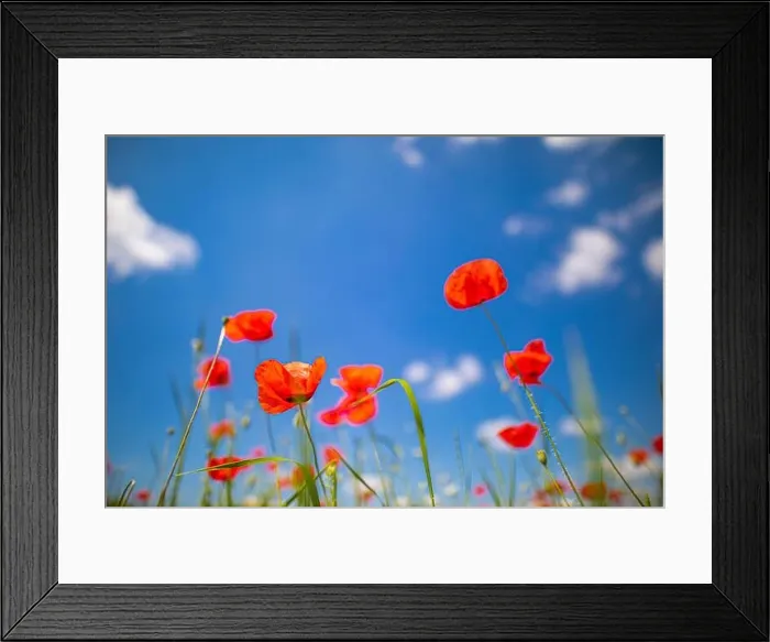 Framed Print : Beautiful summer meadow nature. Spring and summer poppy flowers under blue sky and sunlight. Happy summer red poppy flowers wide angle panoramic view Framed Print : Beautiful summer meadow nature. Spring and summer poppy flowers under blue sky and sunlight. Happy summer red poppy flowers wide angle panoramic view