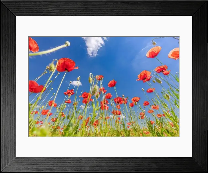 Framed Print : Beautiful summer meadow nature. Spring and summer poppy flowers under blue sky and sunlight. Happy summer red poppy flowers wide angle panoramic view Framed Print : Beautiful summer meadow nature. Spring and summer poppy flowers under blue sky and sunlight. Happy summer red poppy flowers wide angle panoramic view