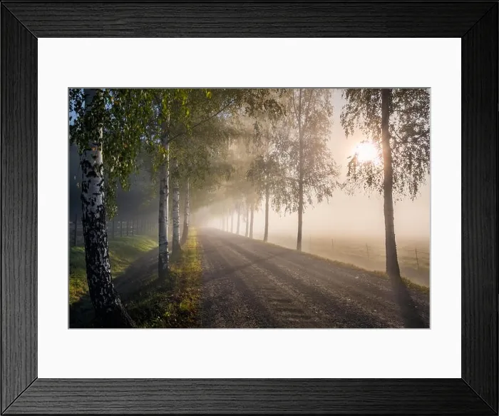 Framed Print : Scenic landscape with road, birches, sunlight and sun rays at autumn morning in Finland Framed Print : Scenic landscape with road, birches, sunlight and sun rays at autumn morning in Finland