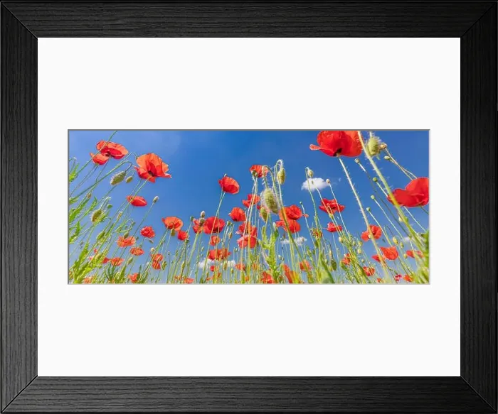 Framed Print : Beautiful summer meadow nature. Spring and summer poppy flowers under blue sky and sunlight. Happy summer red poppy flowers wide angle panoramic view