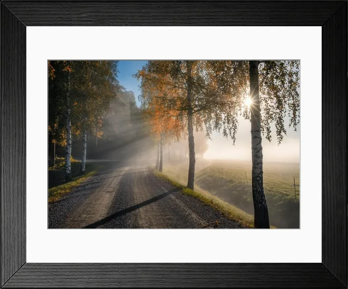 Framed Print : Scenic landscape with road, birches, sunlight and sun rays at autumn morning in Finland Framed Print : Scenic landscape with road, birches, sunlight and sun rays at autumn morning in Finland