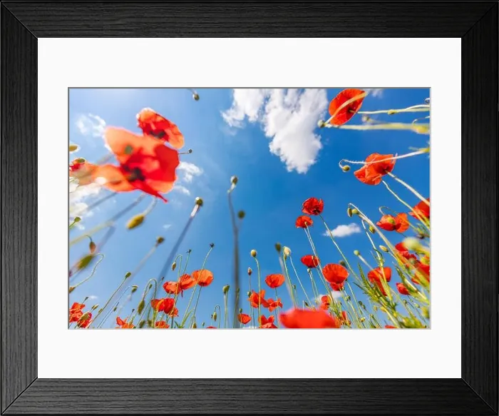Framed Print : Beautiful summer meadow nature. Spring and summer poppy flowers under blue sky and sunlight. Happy summer red poppy flowers wide angle panoramic view Framed Print : Beautiful summer meadow nature. Spring and summer poppy flowers under blue sky and sunlight. Happy summer red poppy flowers wide angle panoramic view