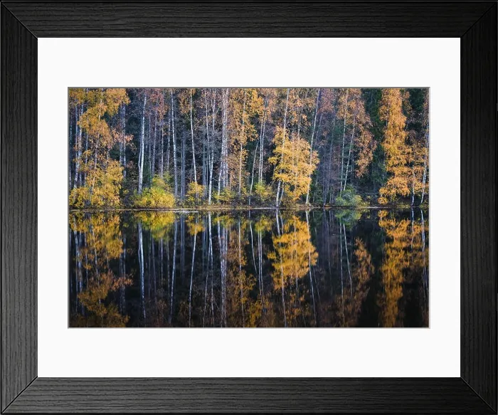 Framed Print : Beautiful water reflection view with fall colors and lake at autumn day in Finland Framed Print : Beautiful water reflection view with fall colors and lake at autumn day in Finland