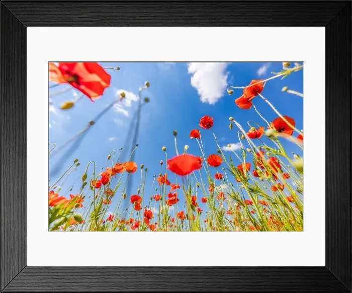 Framed Print : Beautiful summer meadow nature. Spring and summer poppy flowers under blue sky and sunlight. Happy summer red poppy flowers wide angle panoramic view Framed Print : Beautiful summer meadow nature. Spring and summer poppy flowers under blue sky and sunlight. Happy summer red poppy flowers wide angle panoramic view