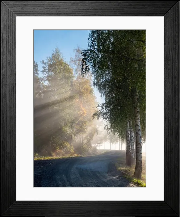 Framed Print : Scenic landscape with road, birches, sunlight and sun rays at autumn morning in Finland Framed Print : Scenic landscape with road, birches, sunlight and sun rays at autumn morning in Finland