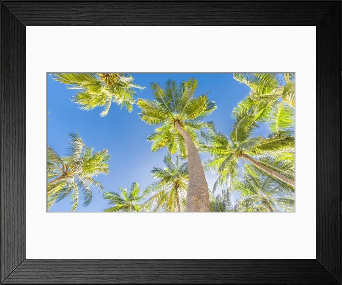 Framed Print : Tropical trees background concept. Tranquil tropical nature, calmness and inspiration concept Framed Print : Tropical trees background concept. Tranquil tropical nature, calmness and inspiration concept