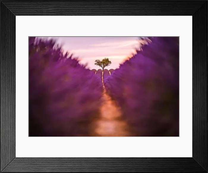 Framed Print : Rich lavender field with a lonely tree. Stunning summer floral landscape, nature scenery, blooming lavender flowers under blue sky. Idyllic nature Framed Print : Rich lavender field with a lonely tree. Stunning summer floral landscape, nature scenery, blooming lavender flowers under blue sky. Idyllic nature