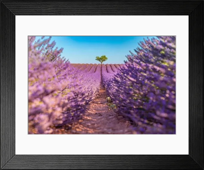 Framed Print : Rich lavender field with a lonely tree. Stunning summer floral landscape, nature scenery, blooming lavender flowers under blue sky. Idyllic nature Framed Print : Rich lavender field with a lonely tree. Stunning summer floral landscape, nature scenery, blooming lavender flowers under blue sky. Idyllic nature