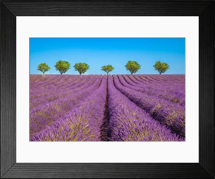 Framed Print : Amazing dream landscape, trees with blooming lavender flowers under blue sky, sunny summer floral. Inspirational nature Valensole. Provence, France