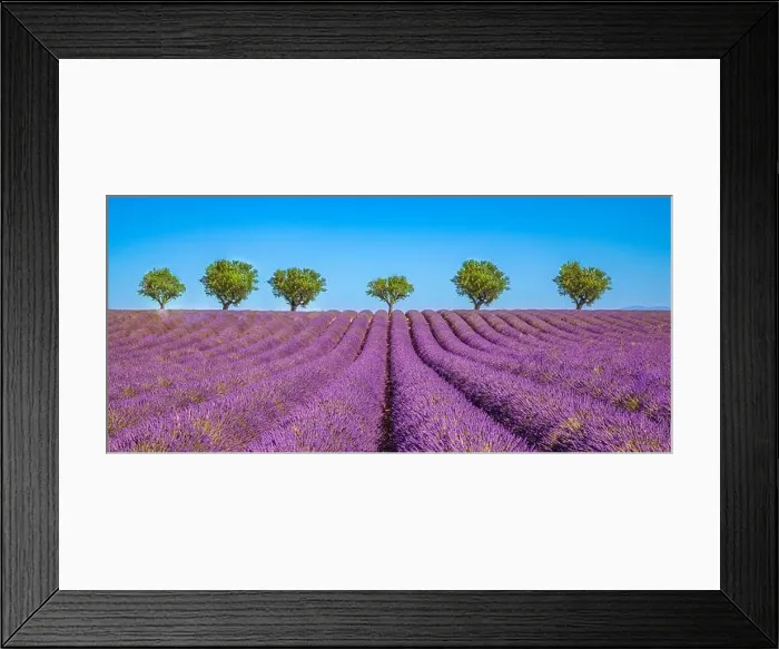 Framed Print : Amazing dream landscape, trees with blooming lavender flowers under blue sky, sunny summer floral. Inspirational nature Valensole. Provence, France Framed Print : Amazing dream landscape, trees with blooming lavender flowers under blue sky, sunny summer floral. Inspirational nature Valensole. Provence, France