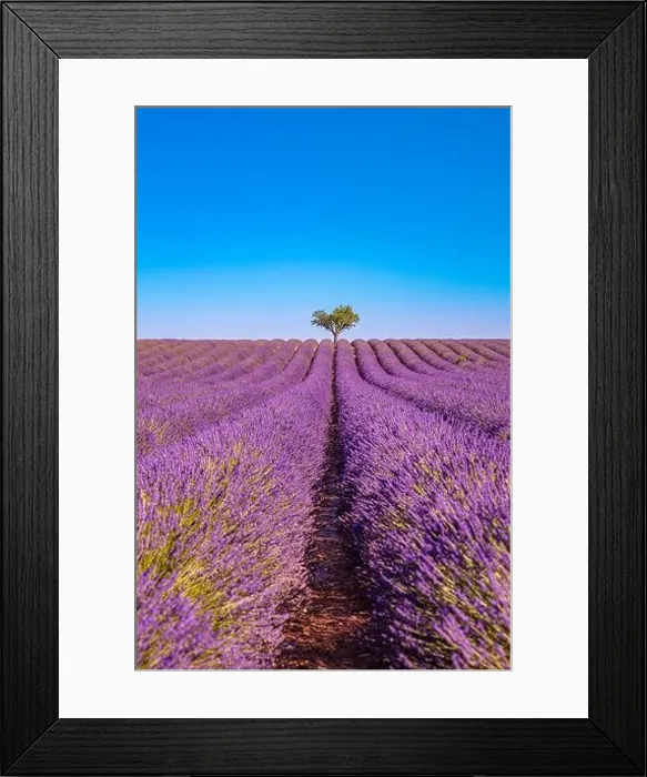 Framed Print : Rich lavender field with a lonely tree. Stunning summer floral landscape, nature scenery, blooming lavender flowers under blue sky. Idyllic nature Framed Print : Rich lavender field with a lonely tree. Stunning summer floral landscape, nature scenery, blooming lavender flowers under blue sky. Idyllic nature