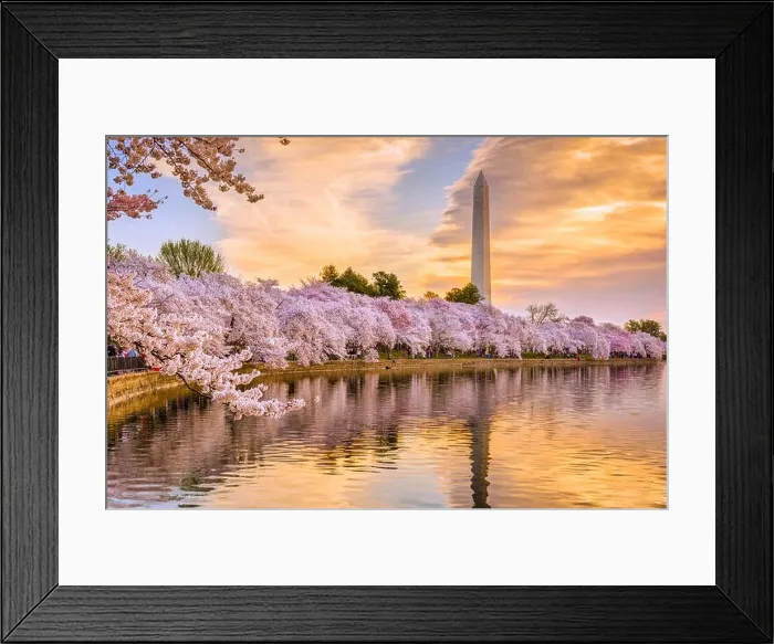 Framed Print : Washington DC, USA in spring season Framed Print : Washington DC, USA in spring season