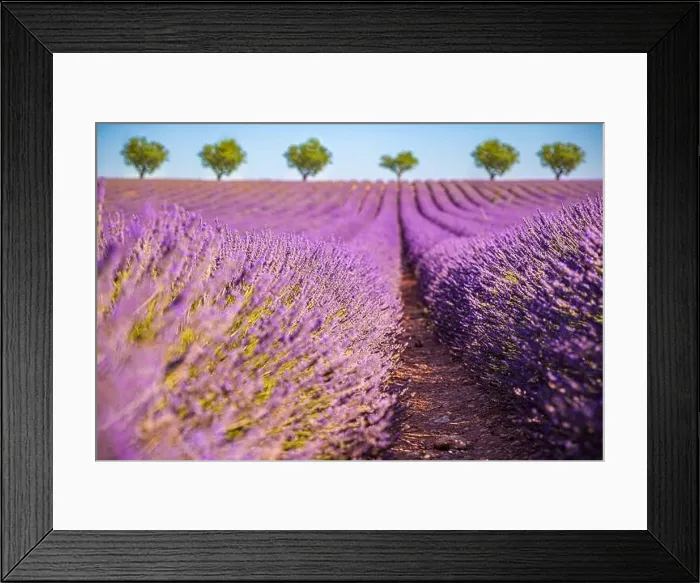 Framed Print : Lavender flower blooming fields endless rows. Valensole Provence. Purple blooming lavender field beautiful scenic sky and trees Framed Print : Lavender flower blooming fields endless rows. Valensole Provence. Purple blooming lavender field beautiful scenic sky and trees