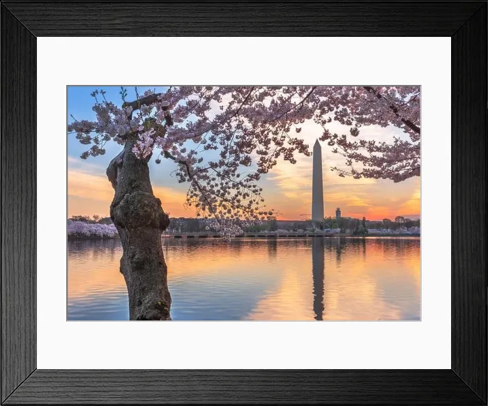 Framed Print : Washington DC, USA at the tidal basin with Washington Monument in spring season Framed Print : Washington DC, USA at the tidal basin with Washington Monument in spring season