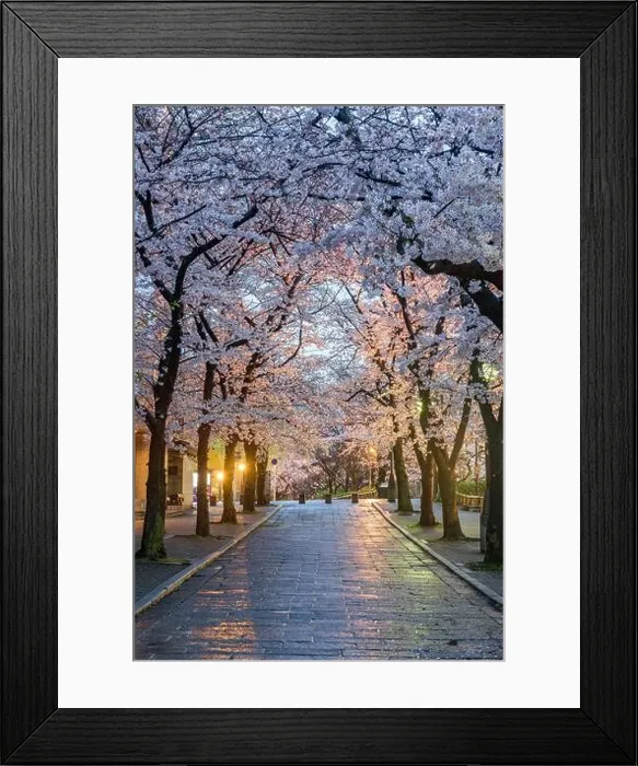 Framed Print : Gion Shirakawa, Kyoto, Japan during cherry blossom season at twilight Framed Print : Gion Shirakawa, Kyoto, Japan during cherry blossom season at twilight